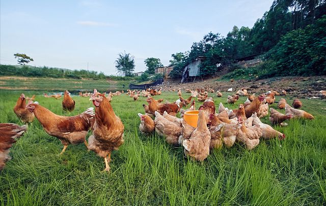 chiken126.jpg